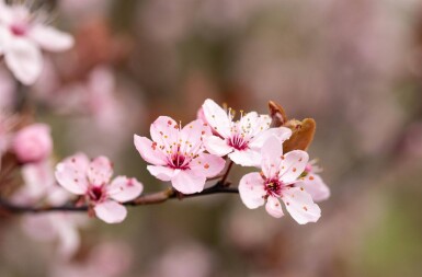 Prunus cerasifera 'Nigra' halbstamm 120cm Stamm