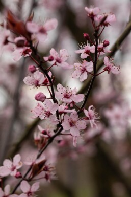 Prunus cerasifera 'Nigra' halbstamm 120cm Stamm