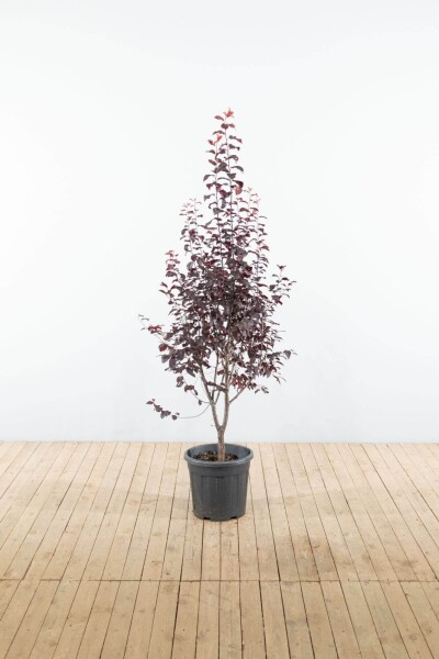 Prunus cerasifera 'Nigra' Strauch Prunus cerasifera 'Nigra' Strauch