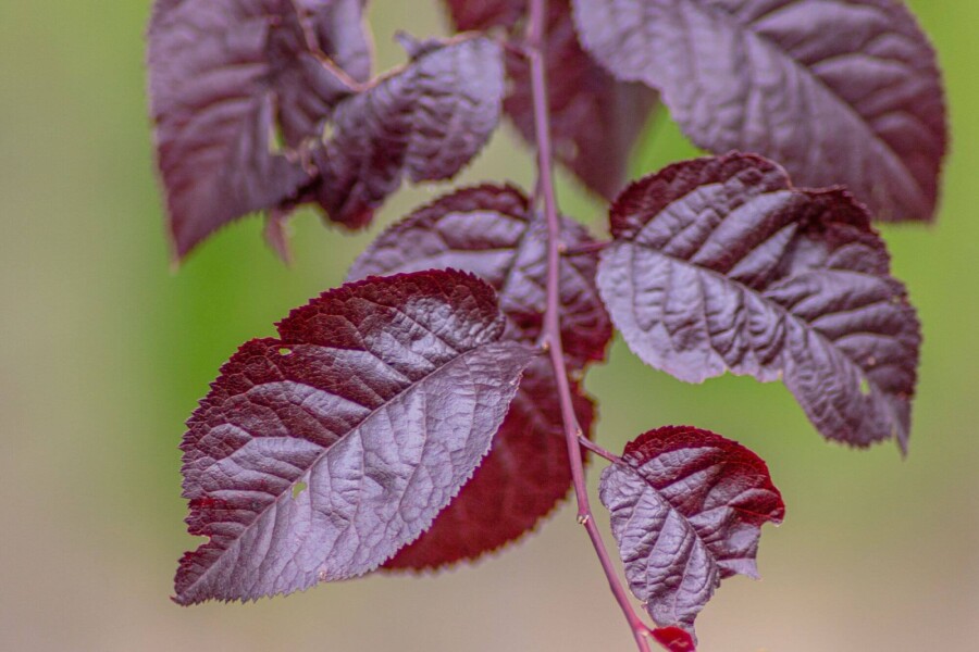 Prunus 'Nigra' ST 100-125 P/K Prunus cerasifera 'Nigra' Strauch 100-125