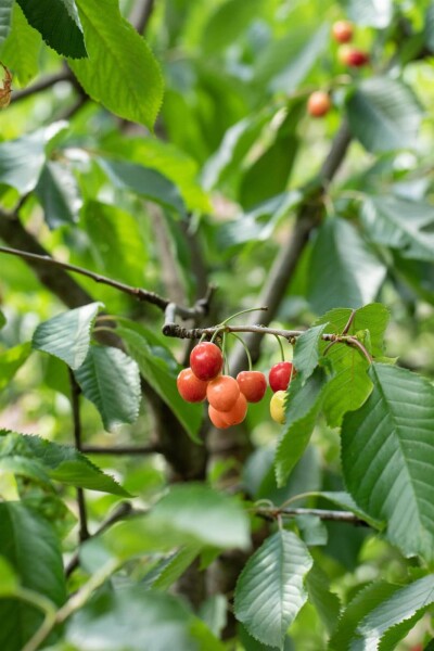 Prunus cerasus Prunus cerasus