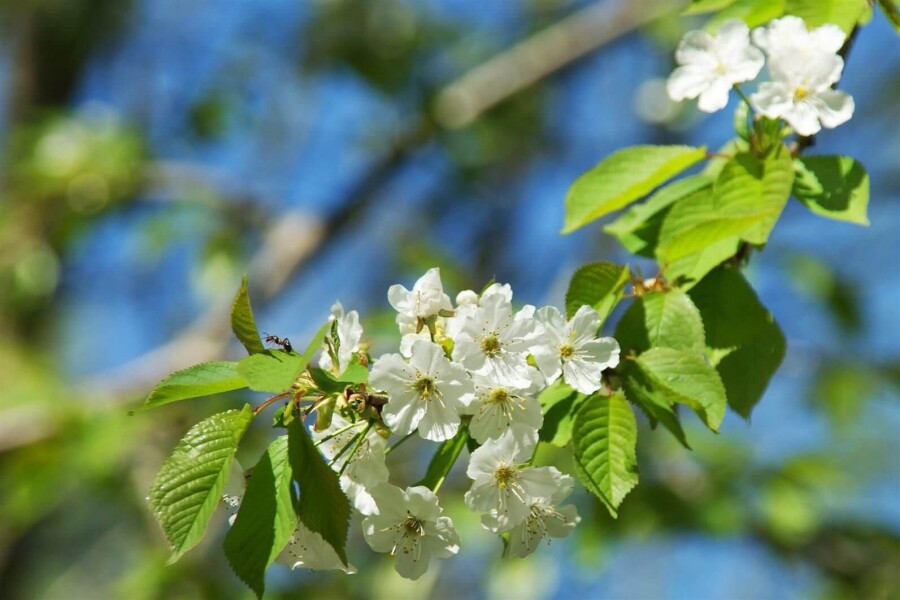 Prunus cerasus Prunus cerasus