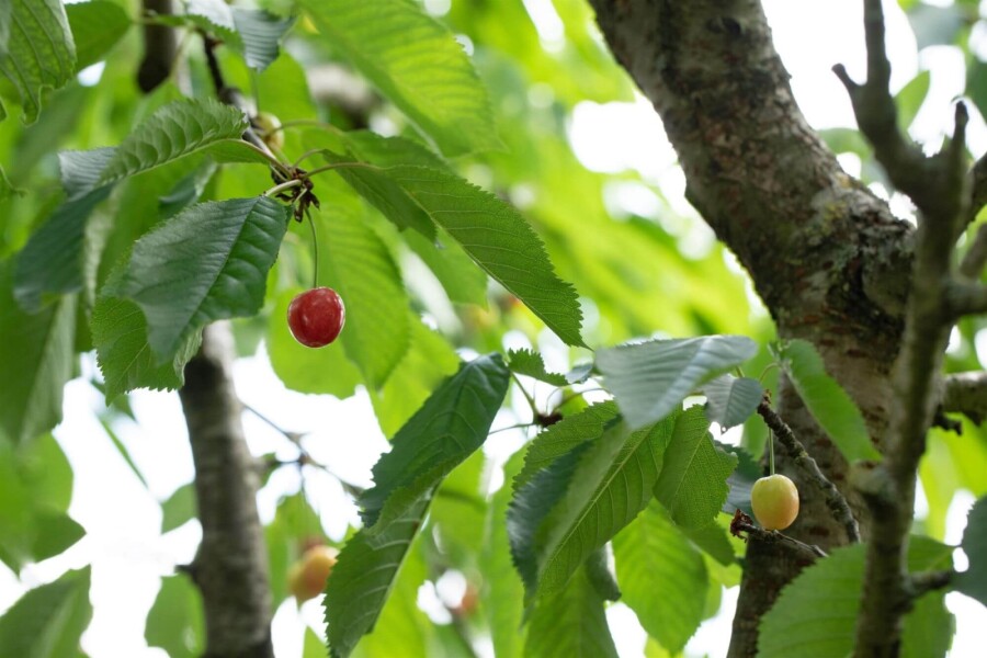Prunus cerasus Prunus cerasus