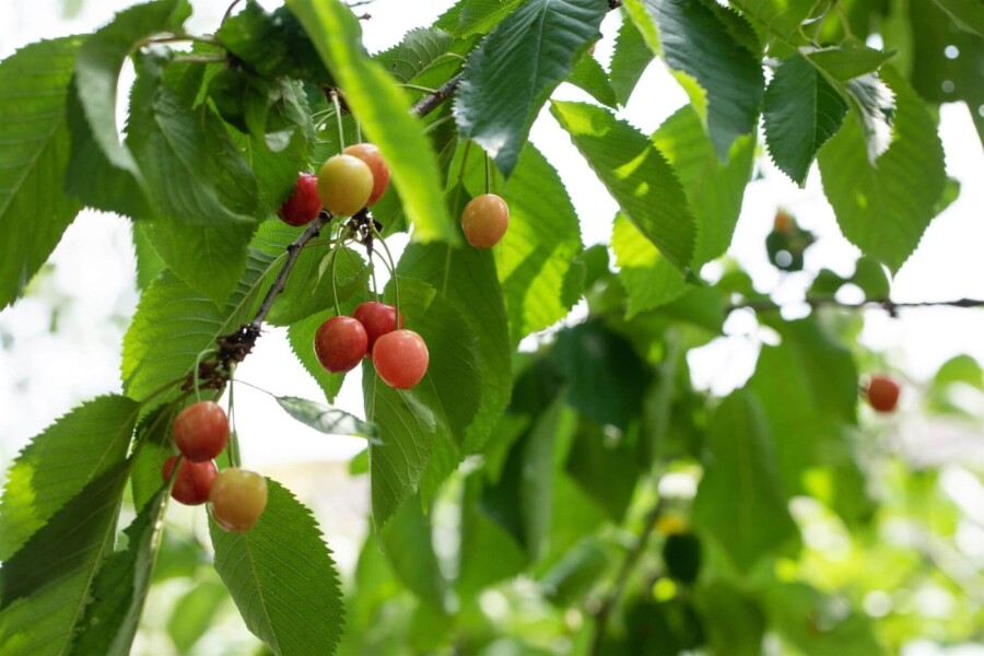 Prunus cerasus HO 10/12 P/K Prunus cerasus Hochstamm 10/12