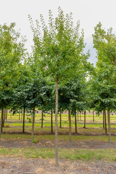 Prunus domestica 'Opal'