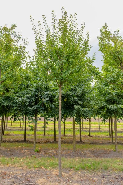 Prunus domestica 'Opal' Prunus domestica 'Opal'