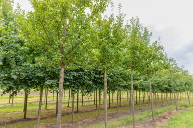 Prunus domestica 'Opal'