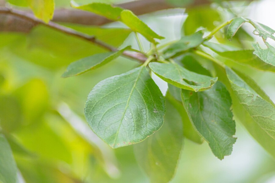 Prunus 'Opal' Prunus domestica 'Opal'