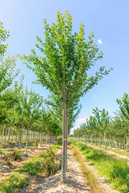 Prunus domestica 'Hauszwetsche'