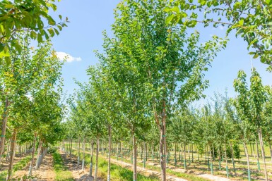 Prunus domestica 'Hauszwetsche' hochstamm 10/12