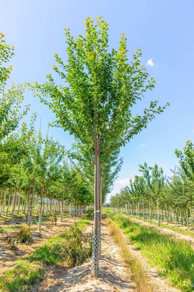 Prunus domestica 'Hauszwetsche' Hochstamm Prunus domestica 'Hauszwetsche' Hochstamm