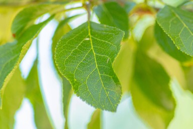 Prunus domestica 'Reine Claude Verte'