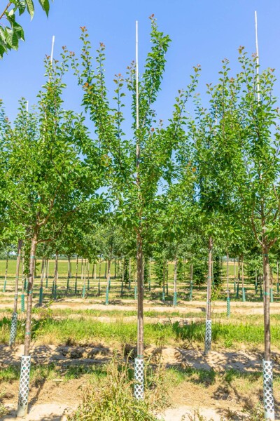 Prunus domestica 'Reine Claude Verte' hoogstam