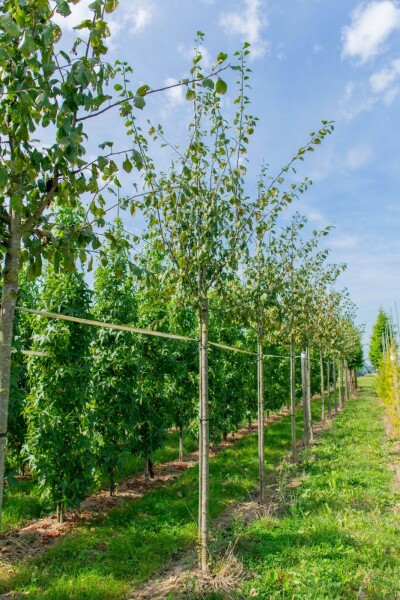 Prunus dulcis Prunus dulcis