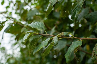 Prunus dulcis