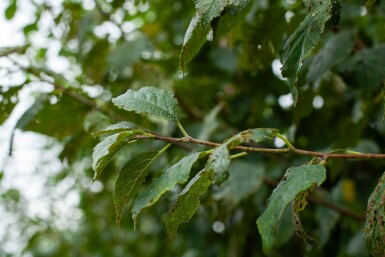 Prunus dulcis Prunus dulcis