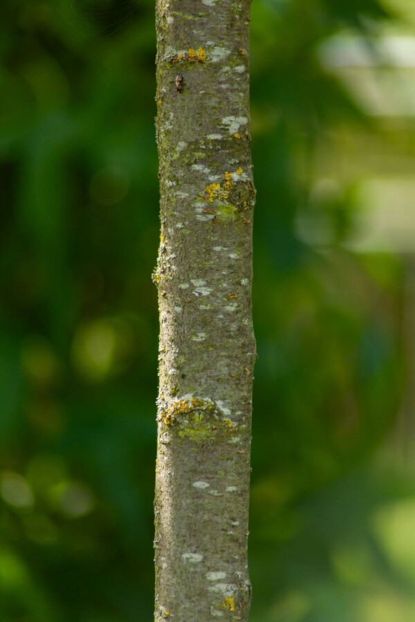 Prunus dulcis Prunus dulcis