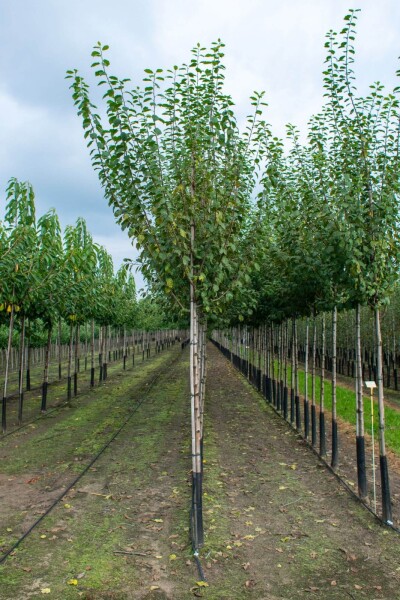 Prunus dulcis hochstamm