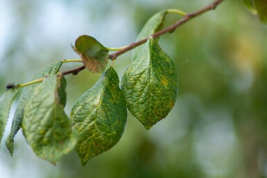 Prunus dulcis hochstamm 12/14