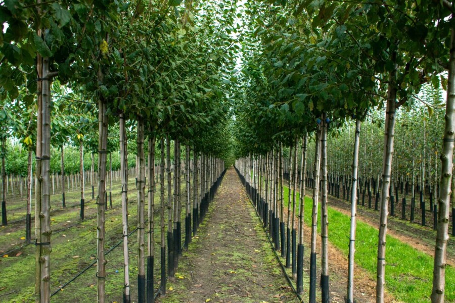 Prunus dulcis HO 12/14 P/K Prunus dulcis Hochstamm 12/14