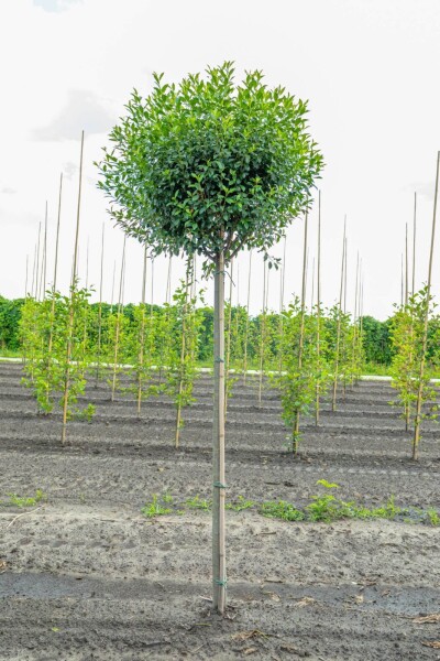 Prunus x eminens 'Umbraculifera' Prunus x eminens 'Umbraculifera'