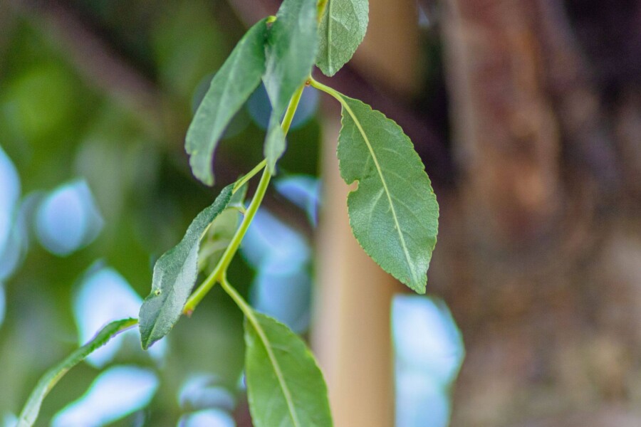 Prunuseminens 'Umbraculifera' Prunus x eminens 'Umbraculifera'