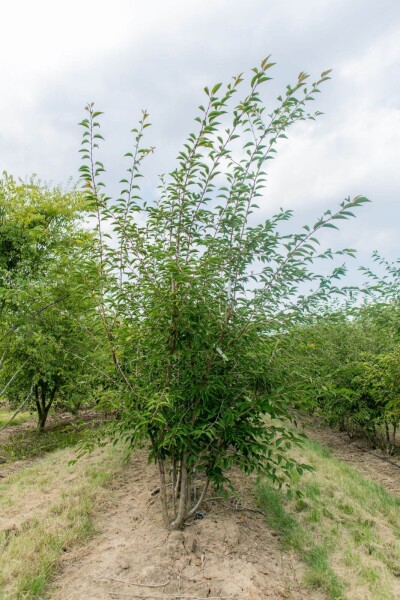 Prunus incisa 'The Bride' Prunus incisa 'The Bride'