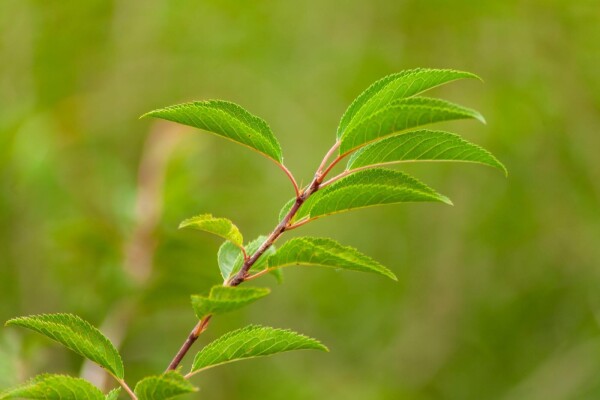 Prunus incisa 'The Bride' Hochstamm Prunus incisa 'The Bride' Hochstamm