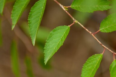 Prunus incisa 'The Bride' HO 14/16 P/K Prunus incisa 'The Bride' Hochstamm 14/16