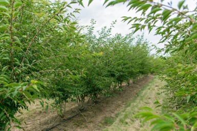 Prunus incisa 'The Bride' mehrstämmig 250-300