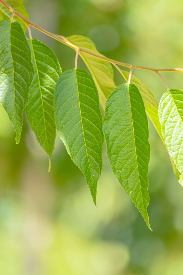 Prunus 'Amber Beauty' HO10/12 P/K Prunus maackii 'Amber Beauty' Hochstamm 10/12
