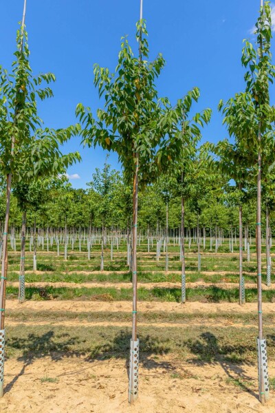 Prunus maackii 'Amber Beauty' hochstamm