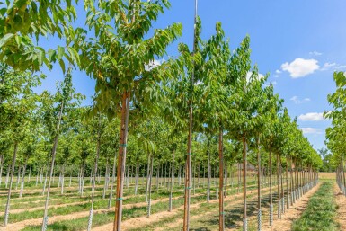 Prunus 'Amber Beauty' HO10/12 P/K Prunus maackii 'Amber Beauty' Hochstamm 10/12