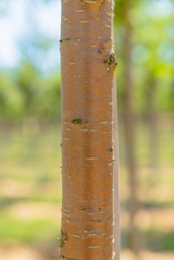 Prunus 'Amber Beauty' HO10/12 P/K Prunus maackii 'Amber Beauty' Hochstamm 10/12