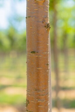 Prunus 'Amber Beauty' HO10/12 P/K Prunus maackii 'Amber Beauty' Hochstamm 10/12