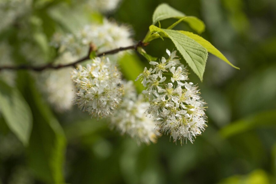 Prunus 'Amber Beauty' HO10/12 P/K Prunus maackii 'Amber Beauty' Hochstamm 10/12