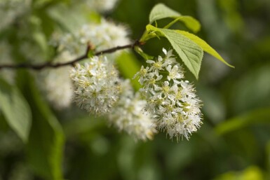 Prunus 'Amber Beauty' HO10/12 P/K Prunus maackii 'Amber Beauty' Hochstamm 10/12