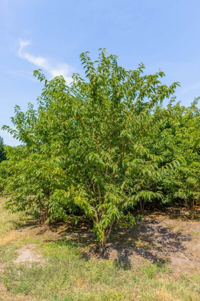 Prunus maackii 'Amber Beauty' Mehrstämmig Prunus maackii 'Amber Beauty' Mehrstämmig