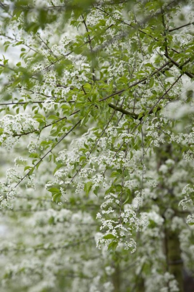 Prunus mahaleb Prunus mahaleb