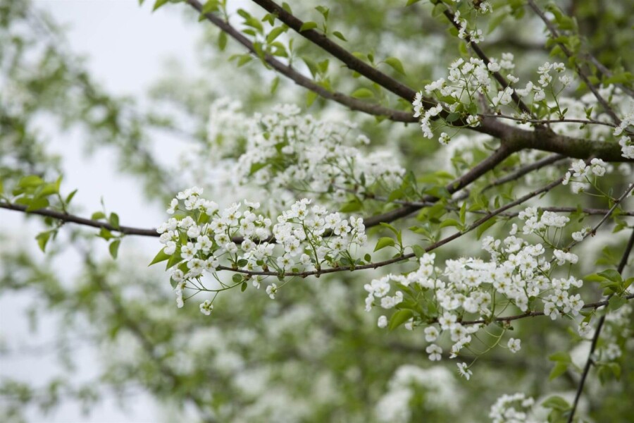 Prunus mahaleb Prunus mahaleb