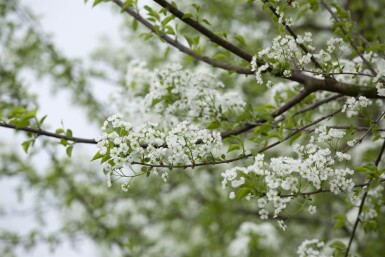 Prunus mahaleb Prunus mahaleb