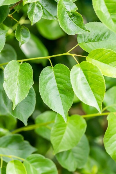 Prunus mahaleb Mehrstämmig Prunus mahaleb Mehrstämmig