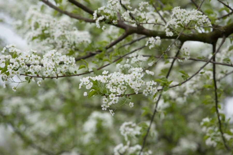 Prunus mahaleb ME 200-250 P/K Prunus mahaleb Mehrstämmig 200-250