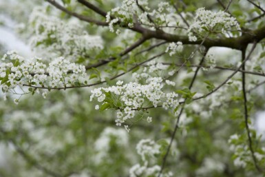 Prunus mahaleb ME 200-250 P/K Prunus mahaleb Mehrstämmig 200-250
