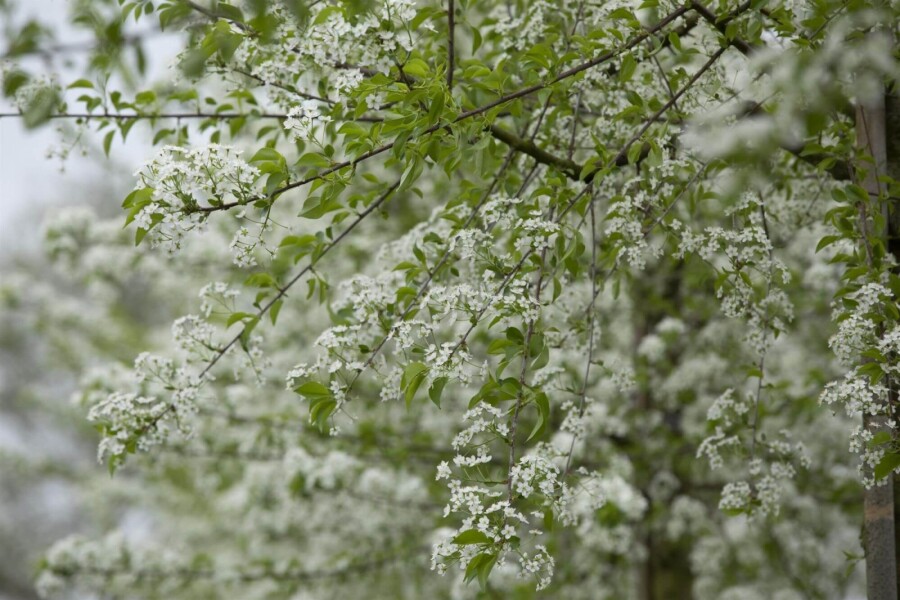 Prunus mahaleb ME 200-250 P/K Prunus mahaleb Mehrstämmig 200-250