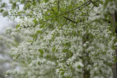 Prunus mahaleb ME 200-250 P/K Prunus mahaleb Mehrstämmig 200-250