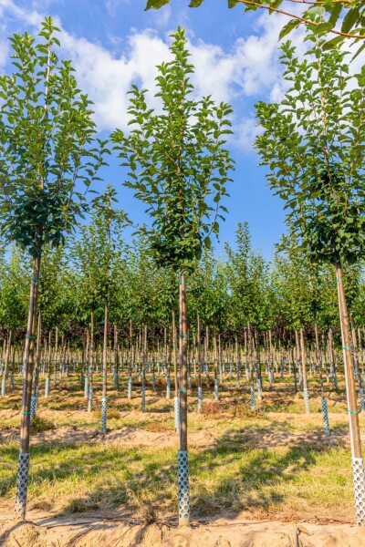 Prunus padus Prunus padus