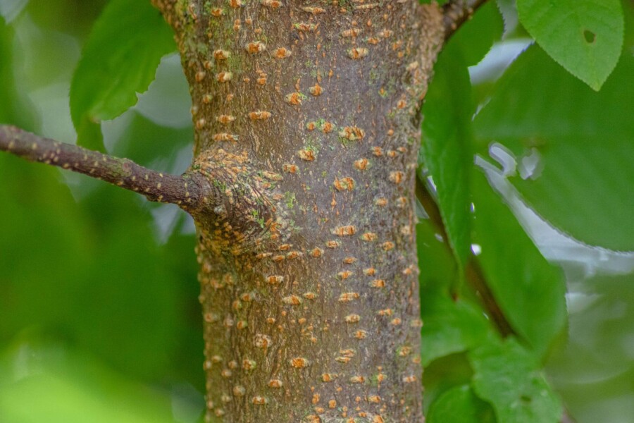 Prunus padus Prunus padus