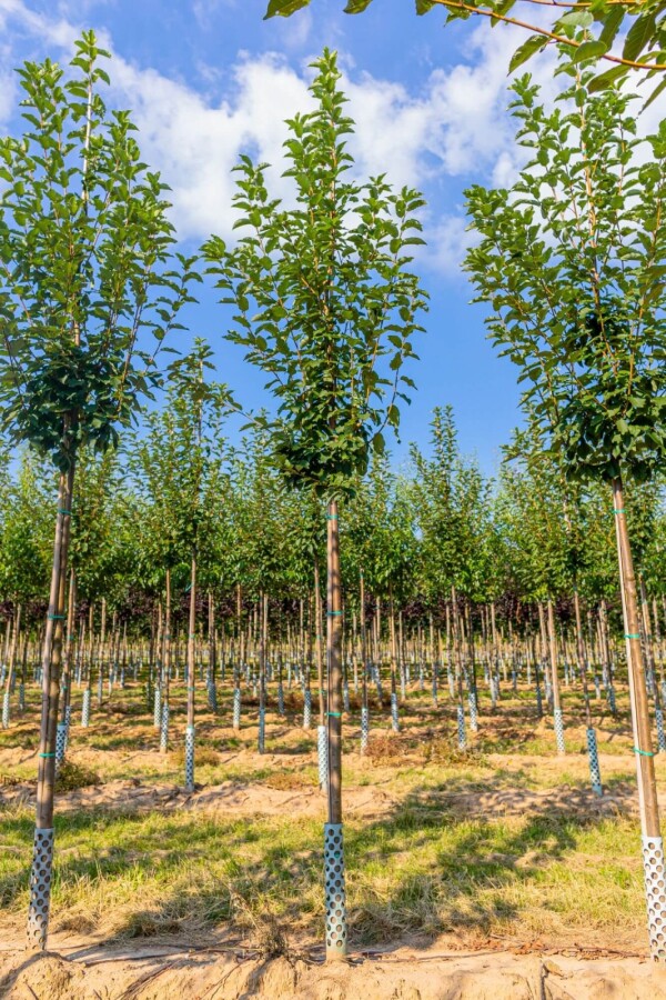 Prunus padus HO 10/12 P/K Prunus padus Hochstamm 10/12