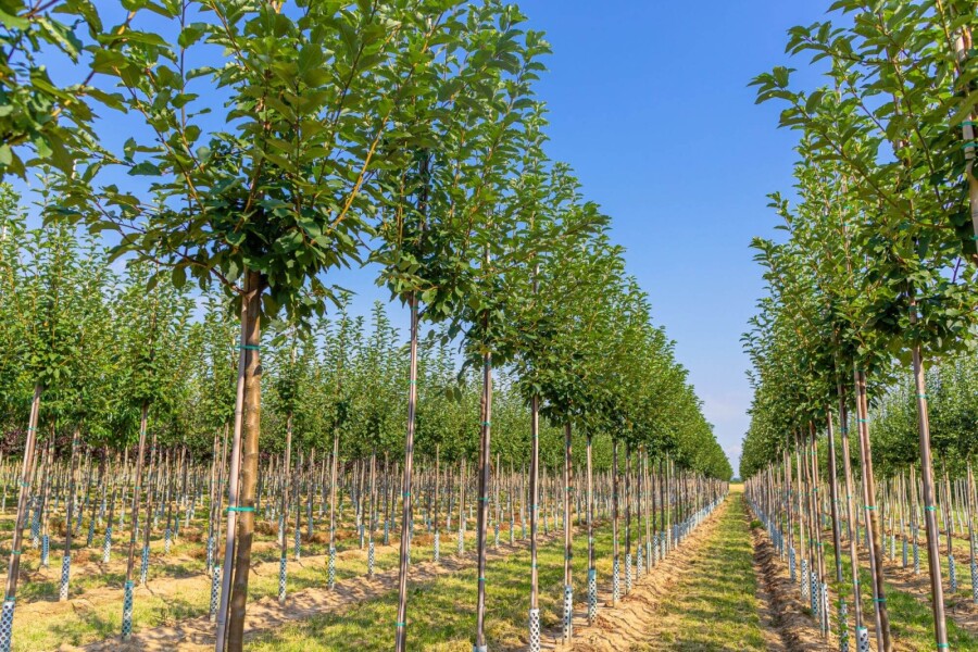 Prunus padus HO 10/12 P/K Prunus padus Hochstamm 10/12
